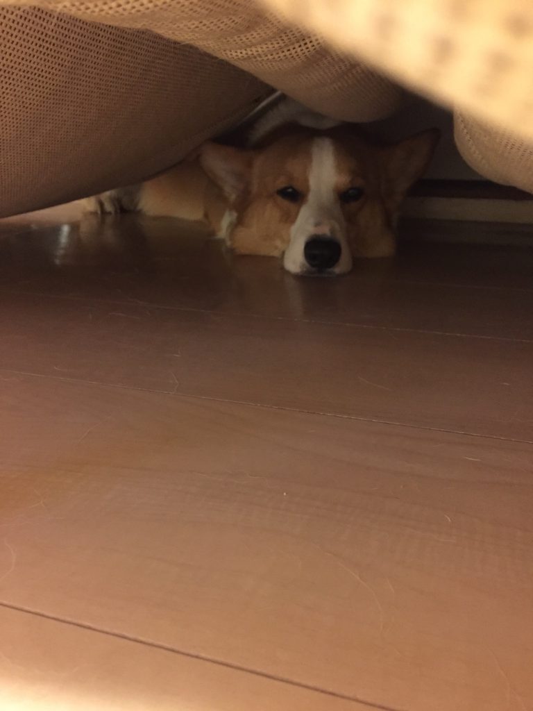 ソファーの下で寝ているコーギー