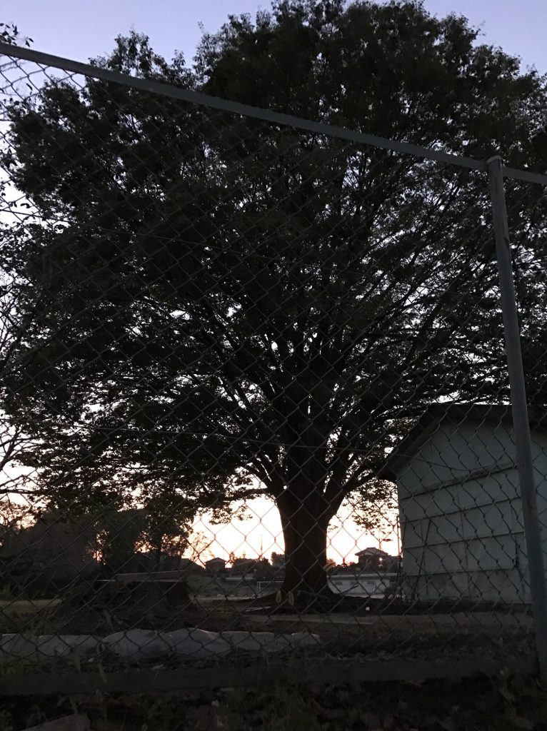 秋の夕日と大きな木のシルエット