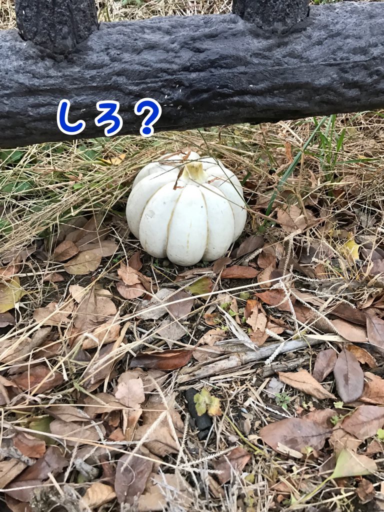 えっ？白いかぼちゃ？