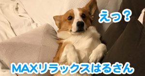 リラックスしまくりのはるさん