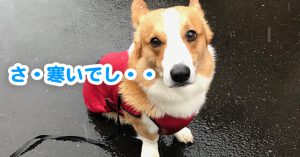 雪が降って寒いよ〜