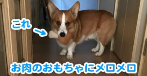お肉のおもちゃを咥えているはるさん