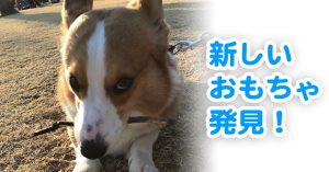 公園で新しいおもちゃを見つけたはるさん
