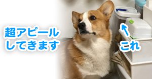 おやつを超アピールしてくるはるさん