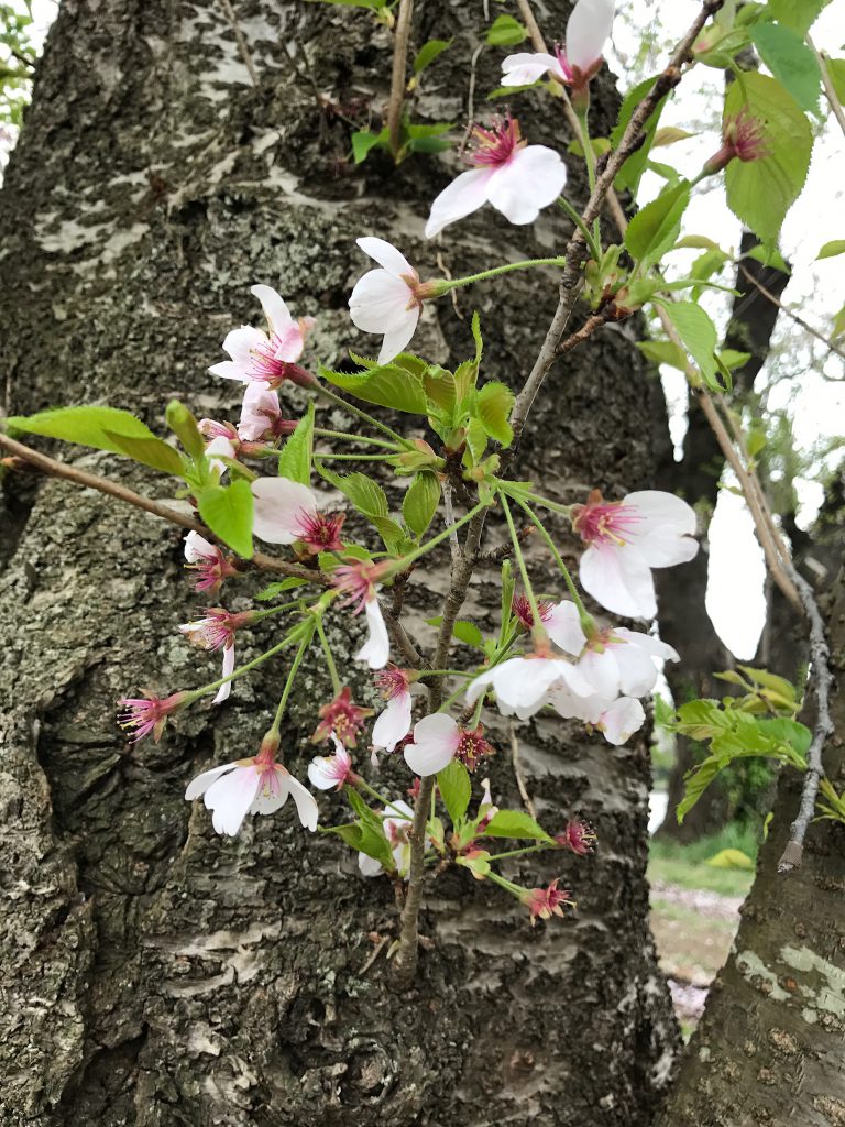 桜の花も散り葉桜になってきました