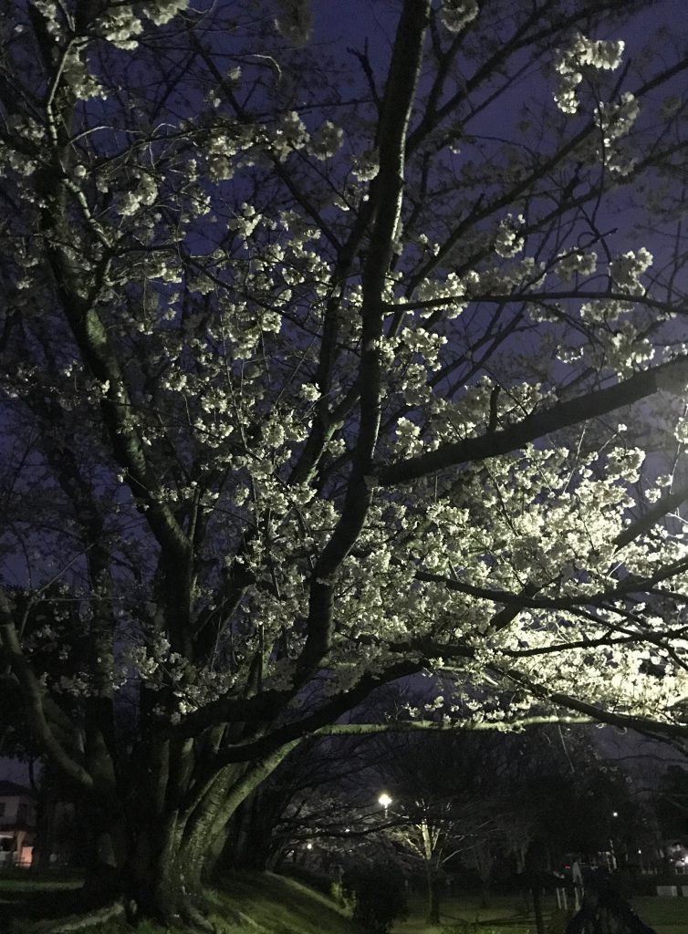 街頭で綺麗にライトアップされたようになっていた満開の夜桜がとても綺麗でした