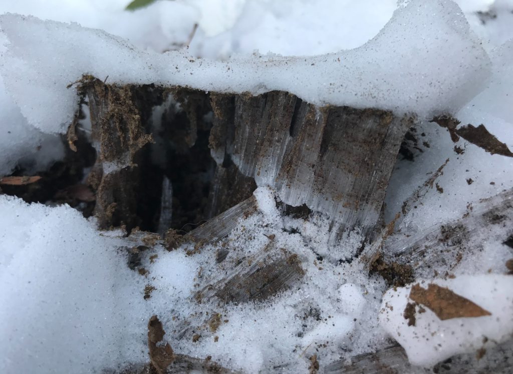 積もった雪の下に巨大な霜柱を発見！