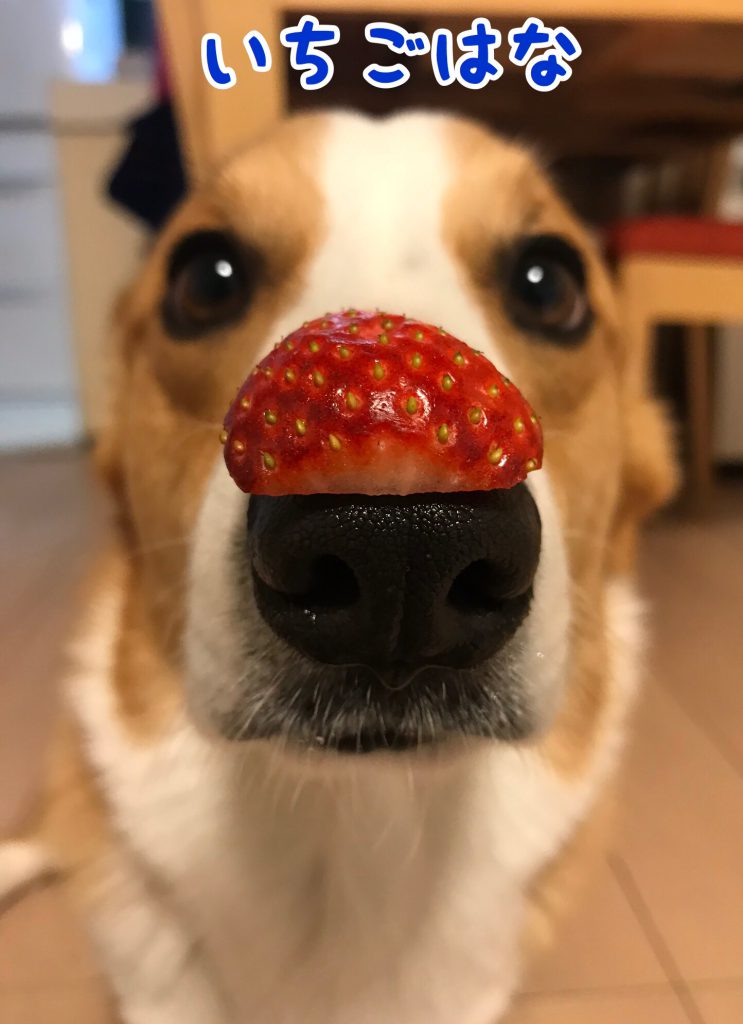苺鼻？