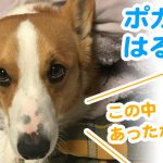 クッションの中に潜ってポカポカはるさん