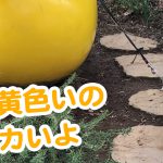 はるさん黄色いでっかいの発見