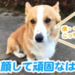 優しい顔して頑固なはるさん