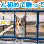 はるさん初めて乗ってみた