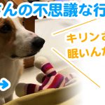 はるさんの不思議な行動