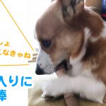 はるさんのお気に入りが増えました