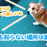 近所でも知らない場所は楽しいね