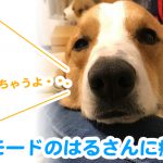 オネムモードのはるさんに癒されるの巻