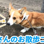 はるのお散歩コース