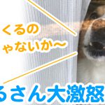 はるさん大激怒？