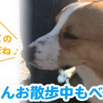 一緒にお散歩行くの久しぶりだね