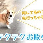 週末テクテクお散歩でし