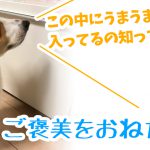 ご褒美のおねだりをするコーギーのはるさん