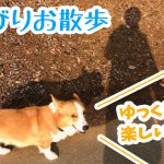 ゆっくりお散歩楽しいね