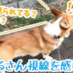 視線を感じるコーギー犬