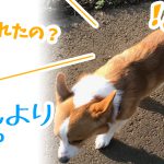 いつもより胴長コーギー