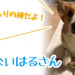 はるさんのお気に入りの棒だよ