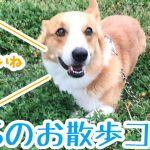 コーギーのお散歩コース