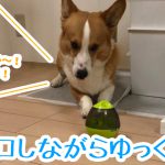 コロコロしながらゆっくりご飯