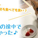 お散歩の途中で 買っちゃった♪