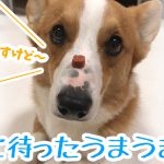 待ちに待ったうまうまお薬