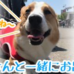 コーギーと一緒に益子の陶器市へお出かけ