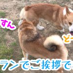 コーギーのはるさんとドッグランへ行きました