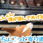 焼き芋大好きコーギー