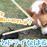 ドライなコーギー