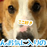 コーギーの好きな場所