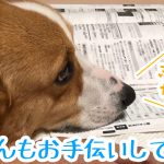 はるさんもお手伝いしてるの？