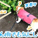 コーギーは雨でもお散歩へ行くのです