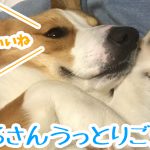 はるさんうっとりご満悦