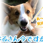 カリカリコーギー。はるさん今ですか？