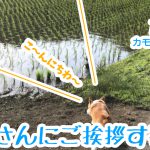 カモさんにご挨拶するコーギー