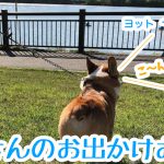 越谷レイクタウンにコーギーのはるさんと行ってきたよ