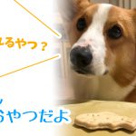 はるさん新作のおやつだよ