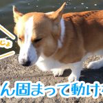 はるさん固まって動けない？