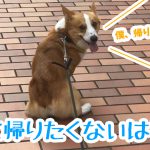 お家に帰りたくないはるさん