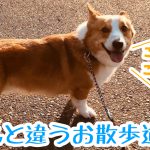 いつもと違う散歩道