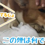 ねえ。この煙は何でしか？