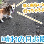 コーギーの楽しい晴れの日お散歩
